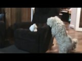 Dog Protects Kitten from Another Dog, Dad Shaggy dicipline his son