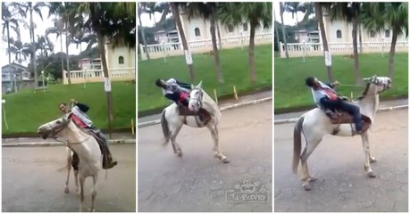 Pela tua saúde... se beberes não montes a cavalo!