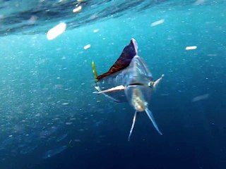 Underwater Video of Dolphin Eating a GoPro