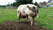 he Muscled Cows of the Belgian Blue Cattle Race