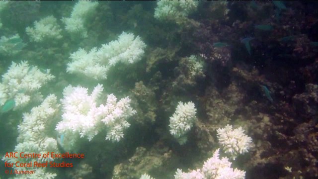 منظمات غير حكومية تدق ناقوس الخطر اثر ابيضاض المرجان في استراليا