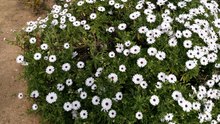 Sony Xperia M5 Camera Sample