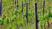 How Climate Change Has Been Affecting Wine Grape Harvests