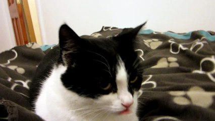 funny cat stretching on my bed