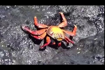 Galapagos Islands RARE ANIMALS HD 81