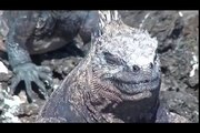 Galapagos Islands RARE ANIMALS HD 84