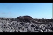 Galapagos Islands RARE ANIMALS HD 85