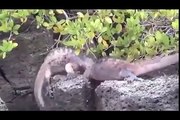 Galapagos Islands RARE ANIMALS HD 89