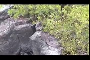 Galapagos Islands RARE ANIMALS HD 90