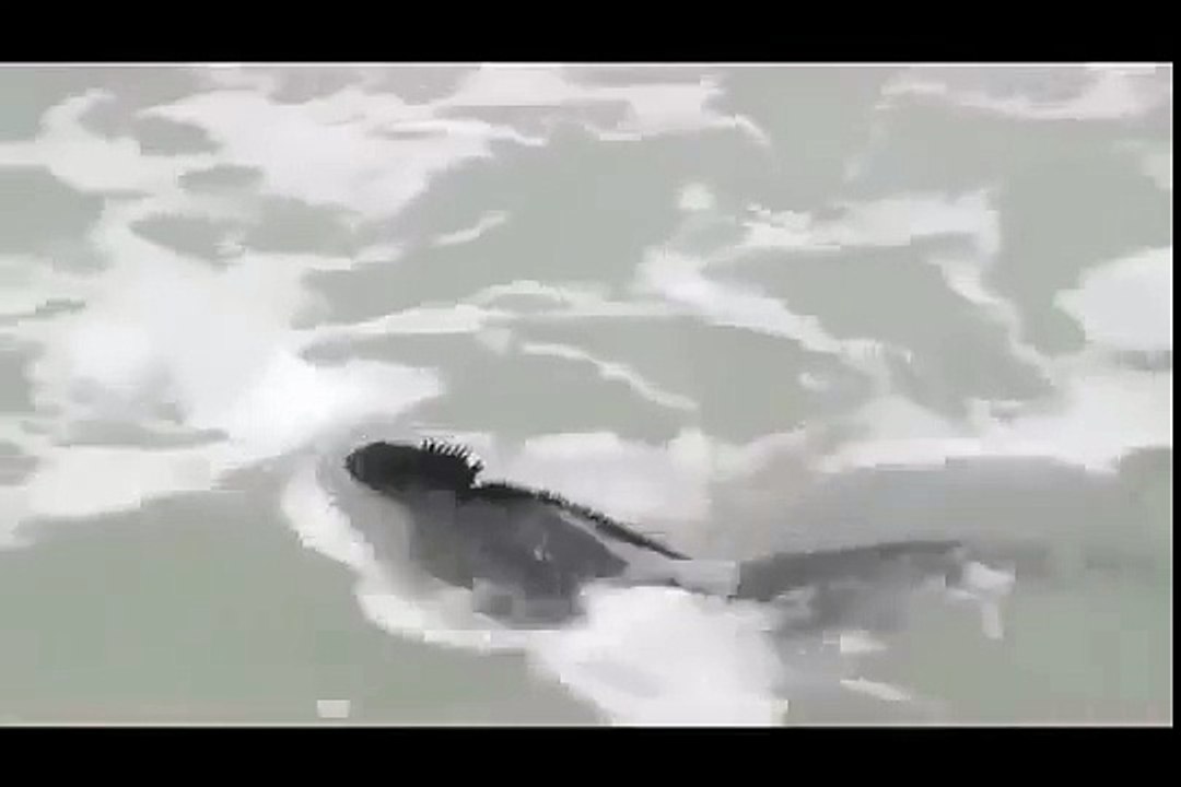 Galapagos Islands RARE ANIMALS HD 92