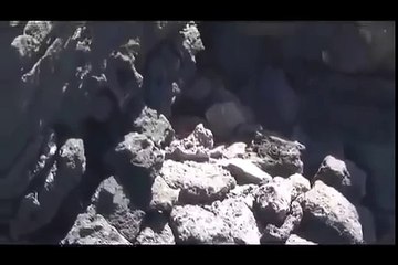 Galapagos Islands RARE ANIMALS HD 94