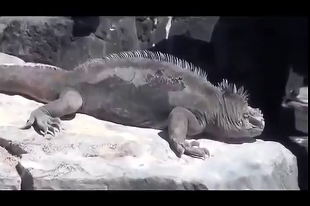 Galapagos Islands RARE ANIMALS HD 95