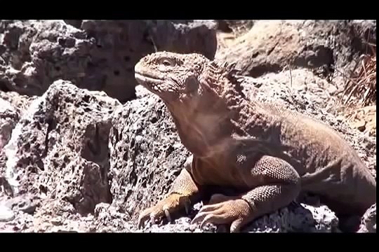 Galapagos Islands RARE ANIMALS HD 97