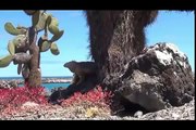 Galapagos Islands RARE ANIMALS HD 98