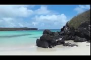 Galapagos Islands RARE ANIMALS HD 102