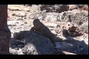 Galapagos Islands RARE ANIMALS HD 104