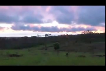 Galapagos Islands RARE ANIMALS HD 107