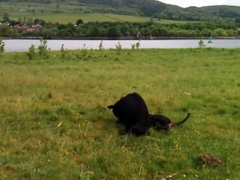Doberman versus German Shepherd - Dog fight! (playing!)