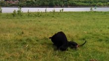 Doberman versus German Shepherd - Dog fight! (playing!)