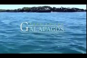 Galapagos Islands RARE ANIMALS HD 108