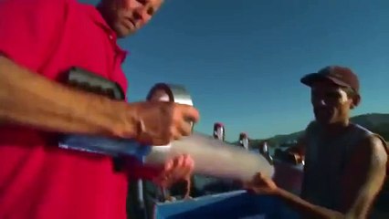 Giant pacific octopus 15