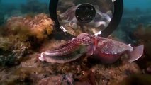 Giant pacific octopus 24