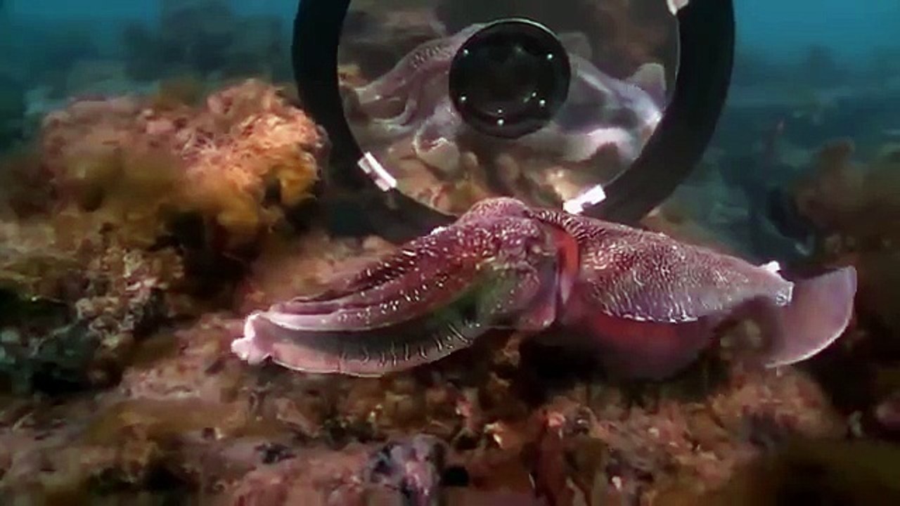 Giant pacific octopus 24