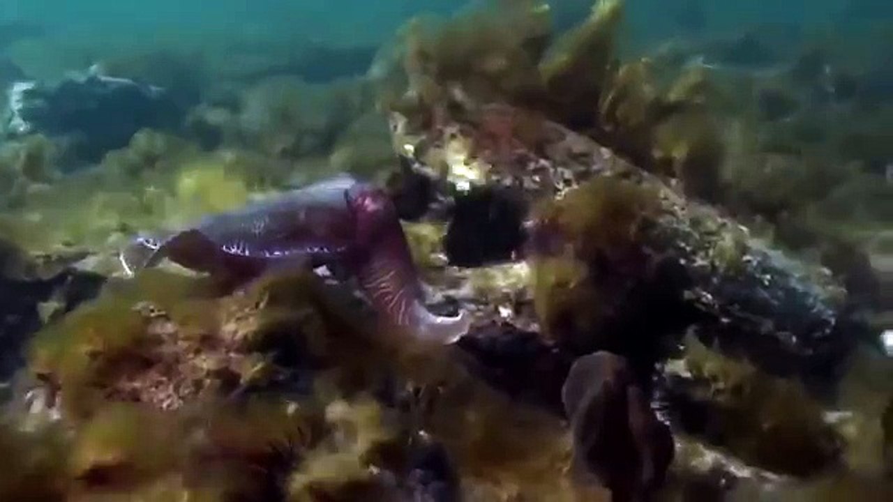 Giant pacific octopus 26