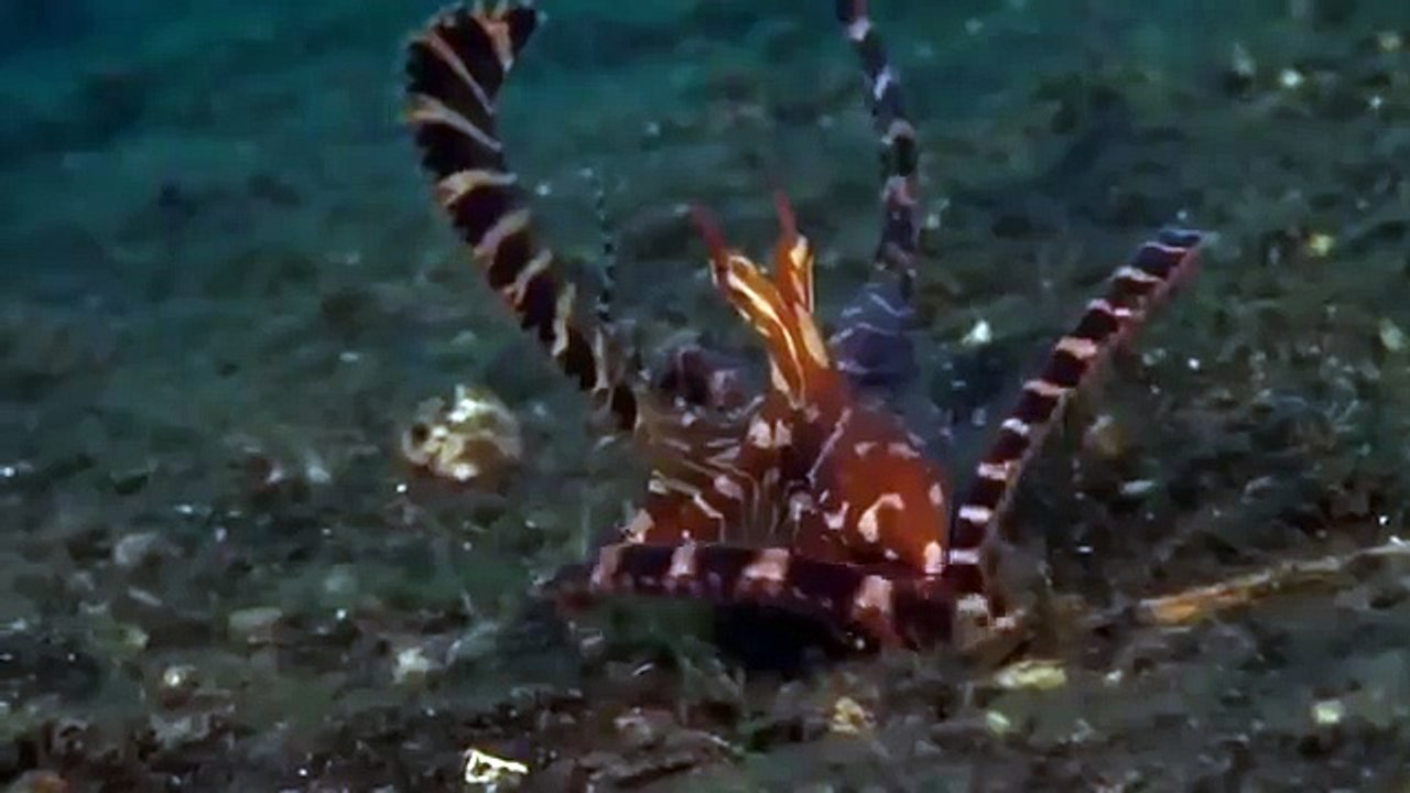 Giant pacific octopus 47
