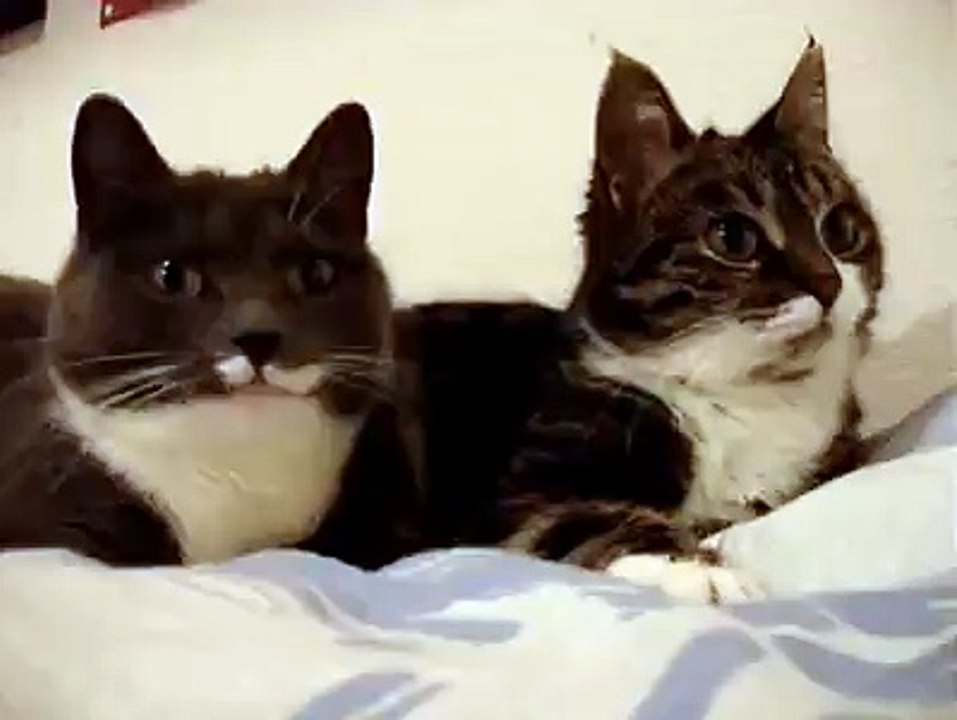 Deux Chats En Or Surveillent L'entrée Poudlard