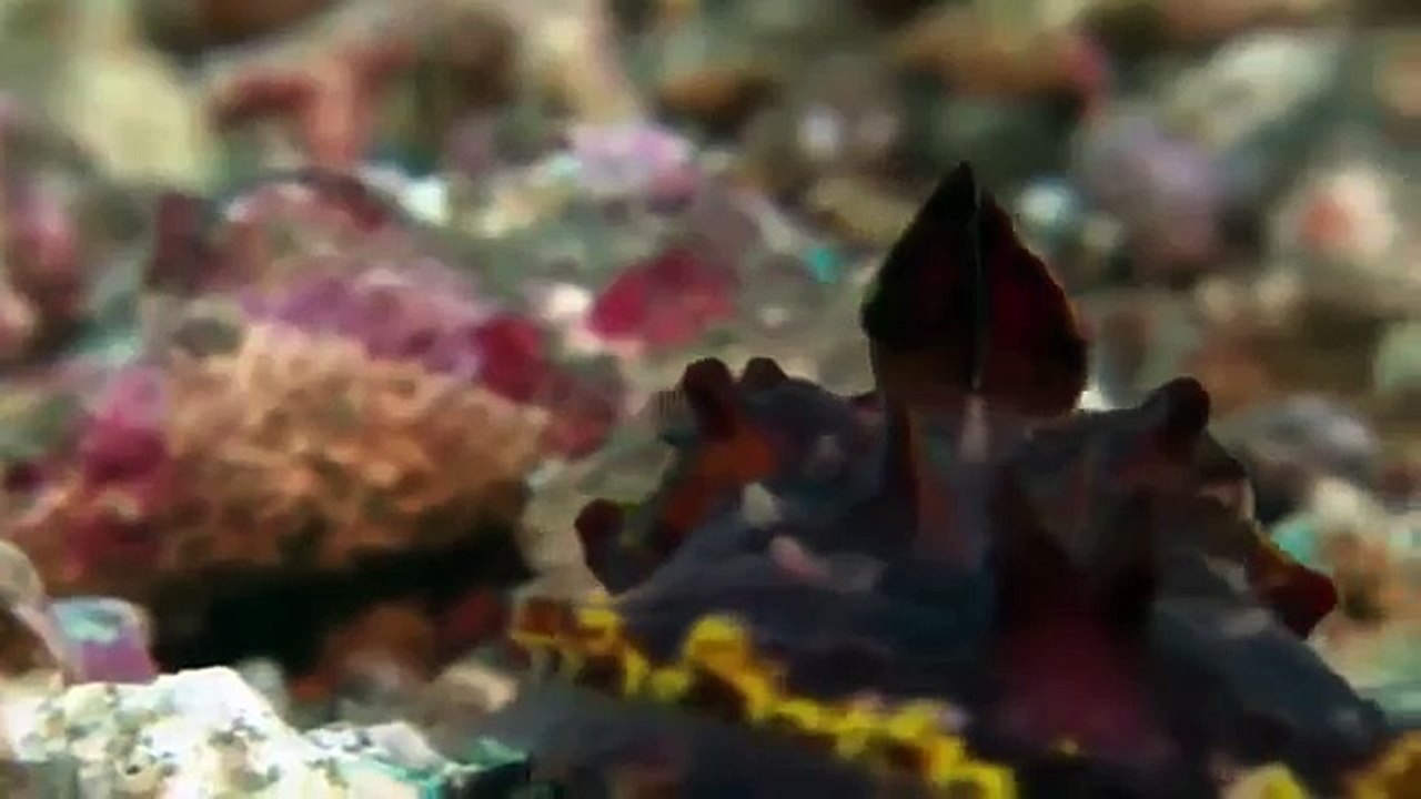 Giant pacific octopus 53