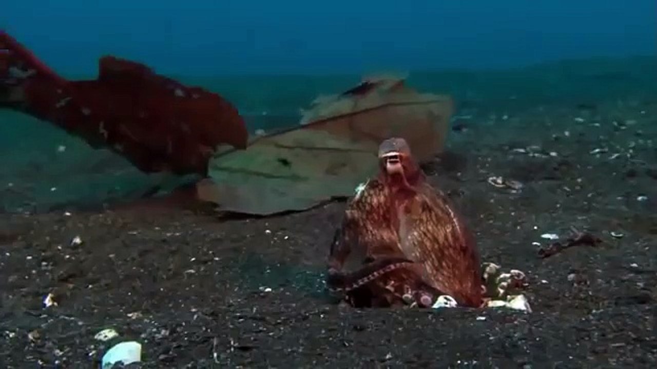 Giant pacific octopus 61