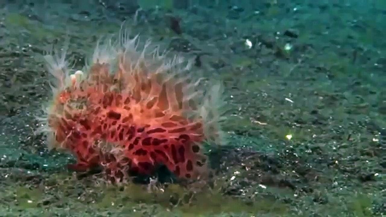 Giant pacific octopus 63