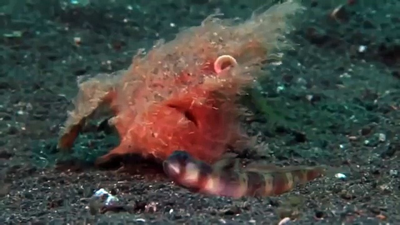 Giant pacific octopus 62