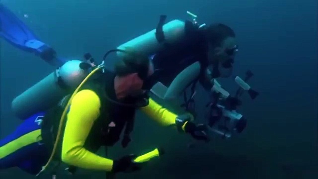 Giant pacific octopus 64