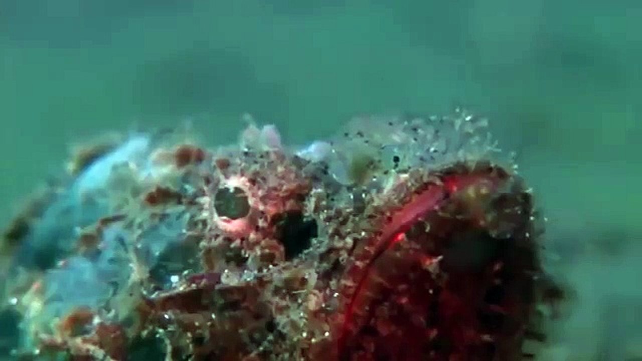 Giant pacific octopus 65