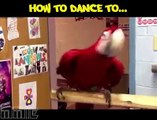 Birds Dance