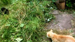 Кот пугает другого кота