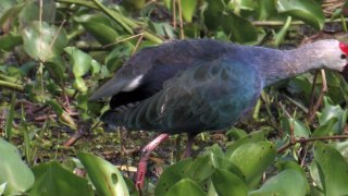 PURPLE SWAMPHEN, Thailand