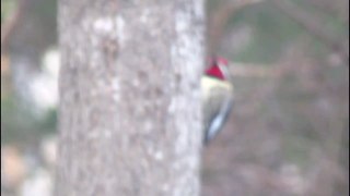 male yellow-bellied sapsucker