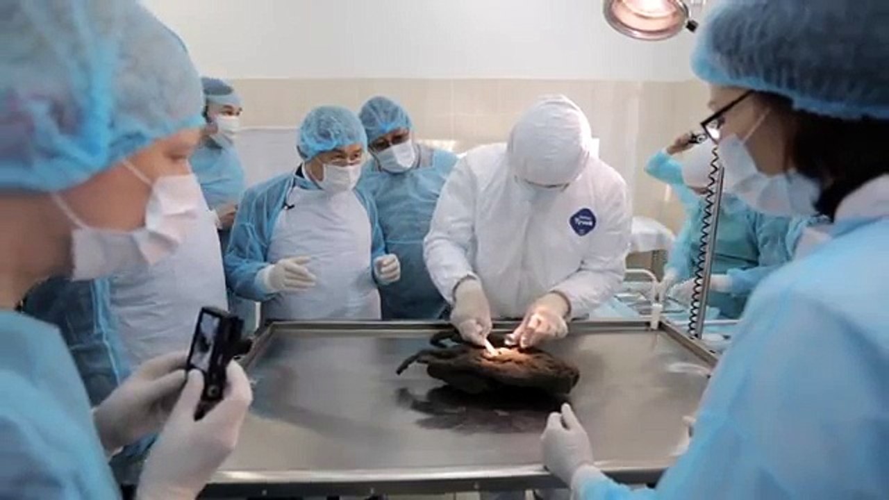 Tumat puppy autopsy