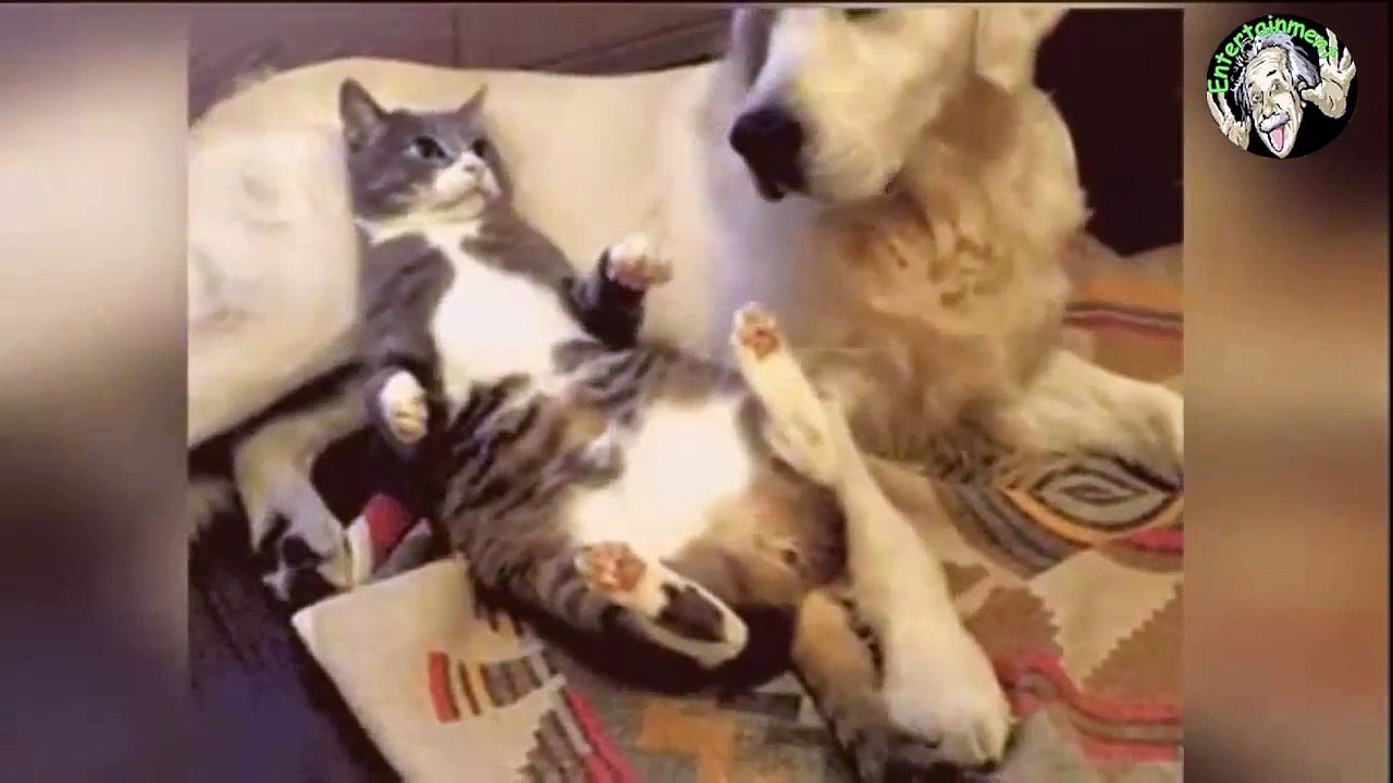 funny video funny animals