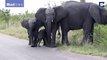 Cute moment baby elephant gets seriously confused by its trunk
