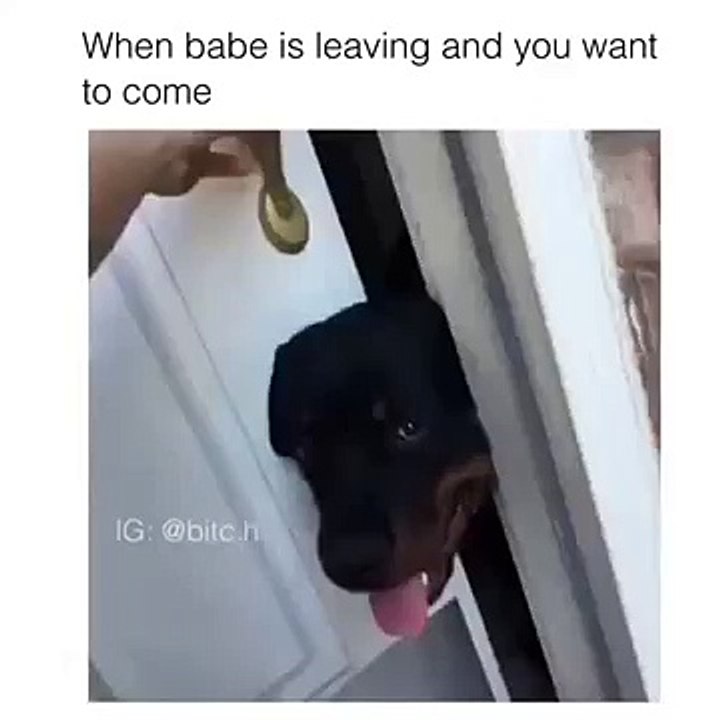 Funny animals 10