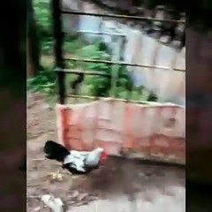 CHICKEN vs DOG fight ( Funny Animals)
