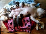 British Bulldog Puppies Feeding 25-7-14 in Britain