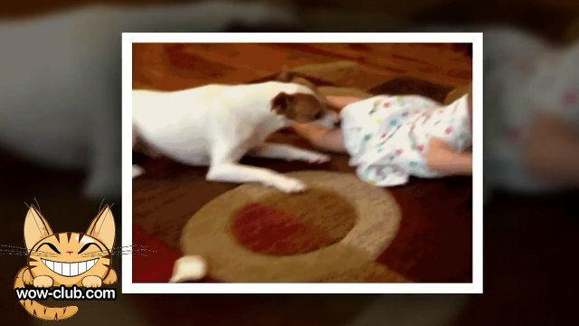 The Best Jokes and Funny Animals Compilation WOW club #0188