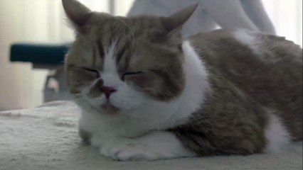 funny animals The reaction of cats been girlfriend massage