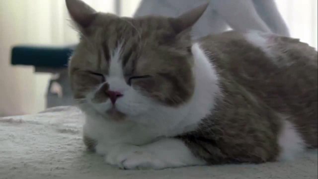 funny animals The reaction of cats been girlfriend massage