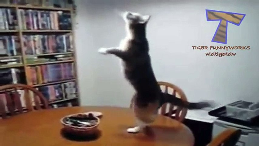 Funny dancing cats and dogs Cute animal compilation